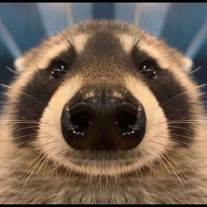 Meet your Posher, Adrian